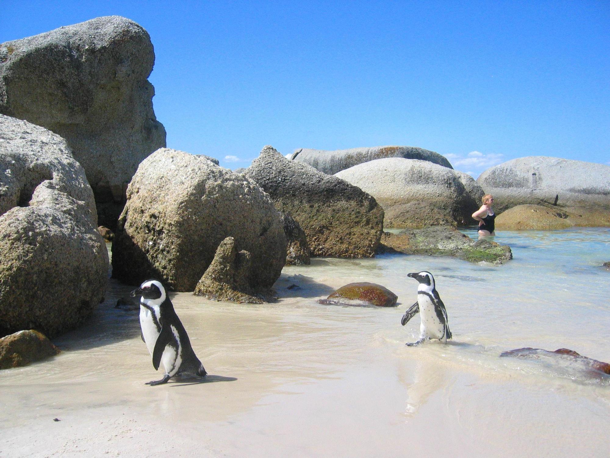 Penguinden - Load-Shedding Free Hotel Simonʼs Town Exterior foto